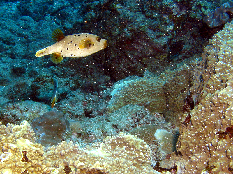 La Réunion - photo n° 5
