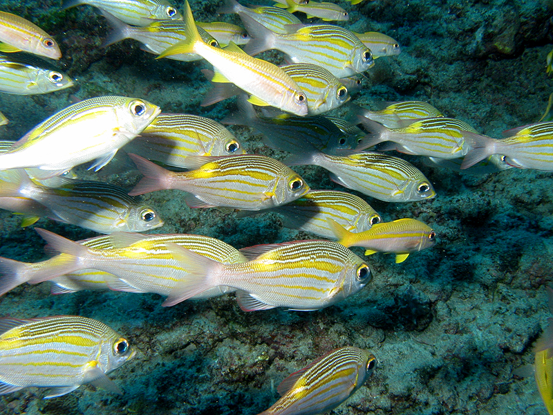 La Réunion - Poissons empereurs Striés