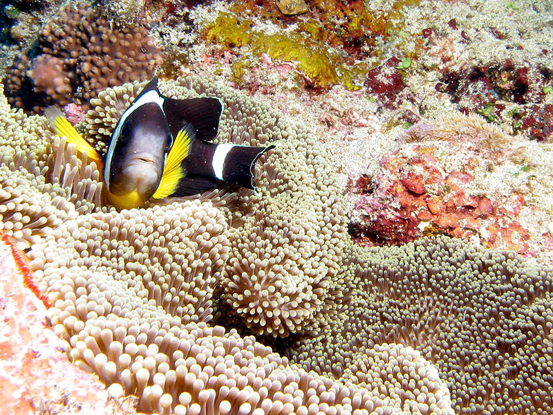 La Réunion - Poisson clown dans son anémone