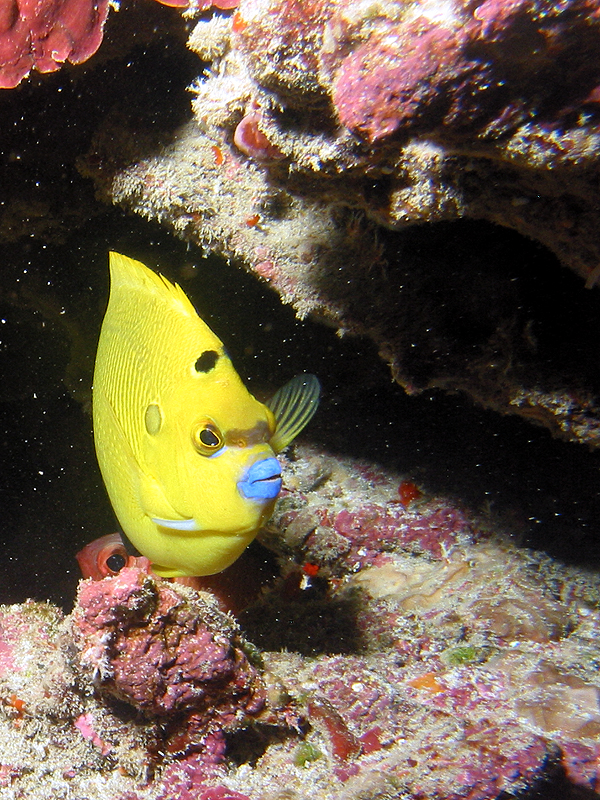 La Réunion - Poisson papillon à trois tâches