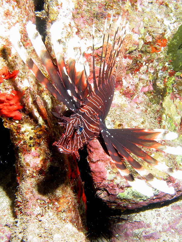 La Réunion - Poisson Lion