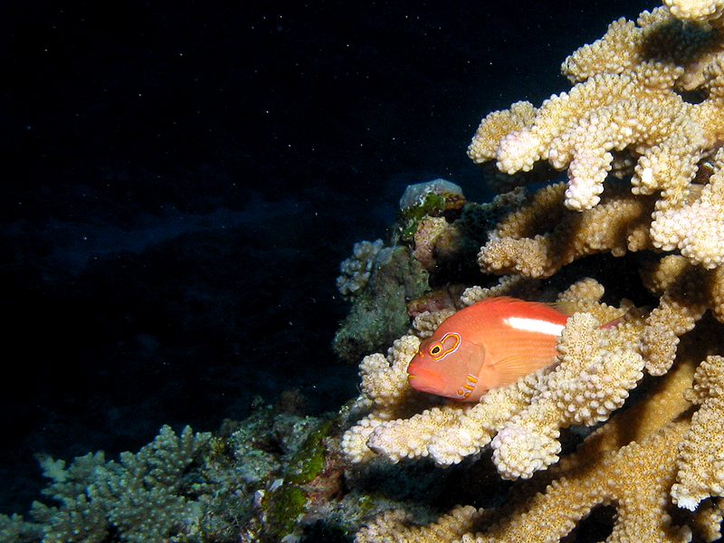 La Réunion - Poisson faucon à tâches de rousseur