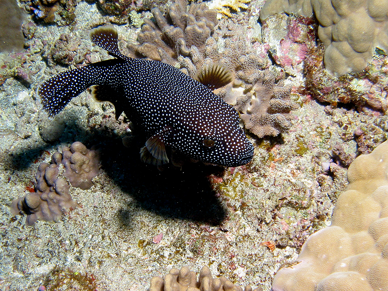 La Réunion - photo n° 98