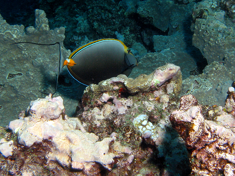 La Réunion - photo n° 130