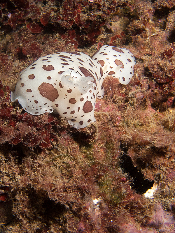 Estartit - Doris dalmatiens