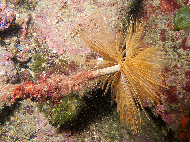 Estartit - Spirographe