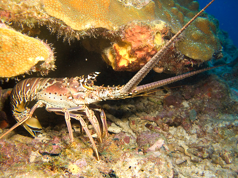 Guadeloupe - Langouste