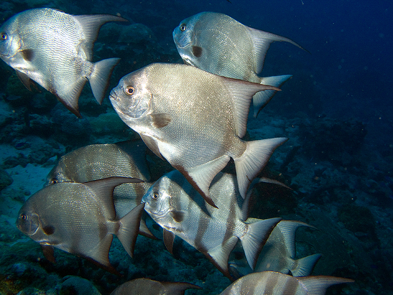 Guadeloupe - Platax