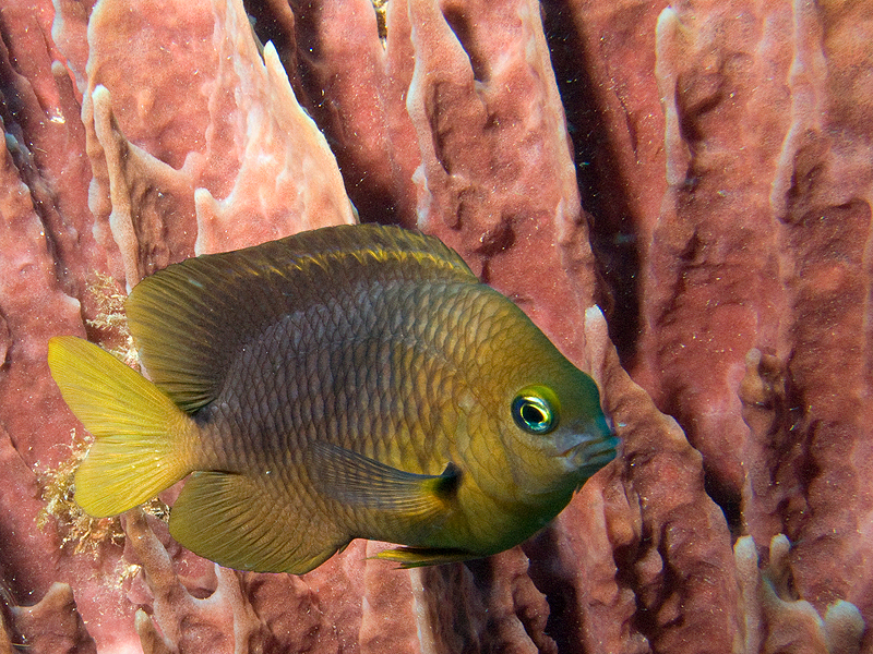 Bouillante