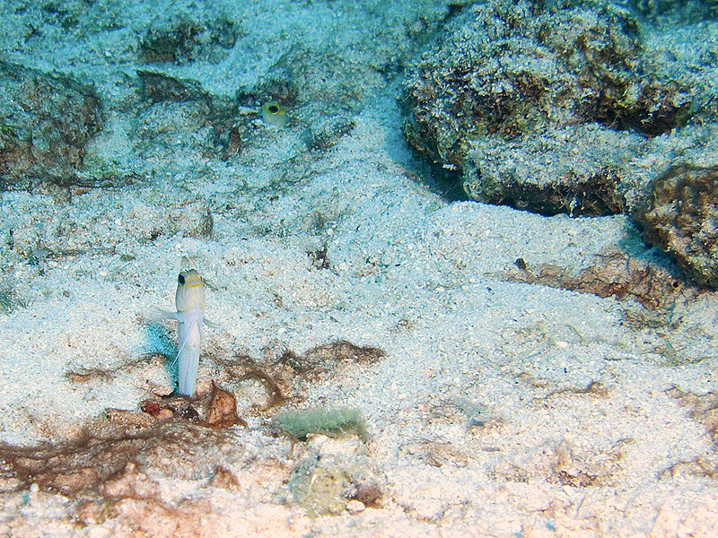 Marie-Galante