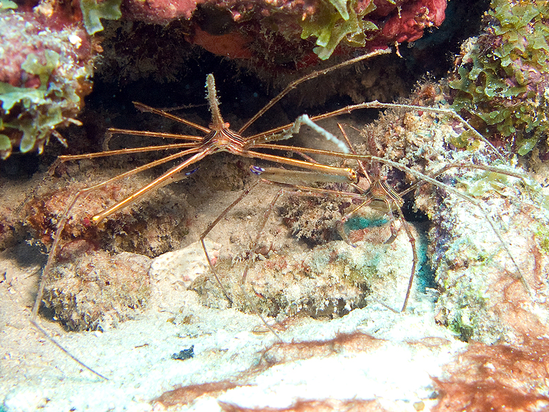 Marie-Galante
