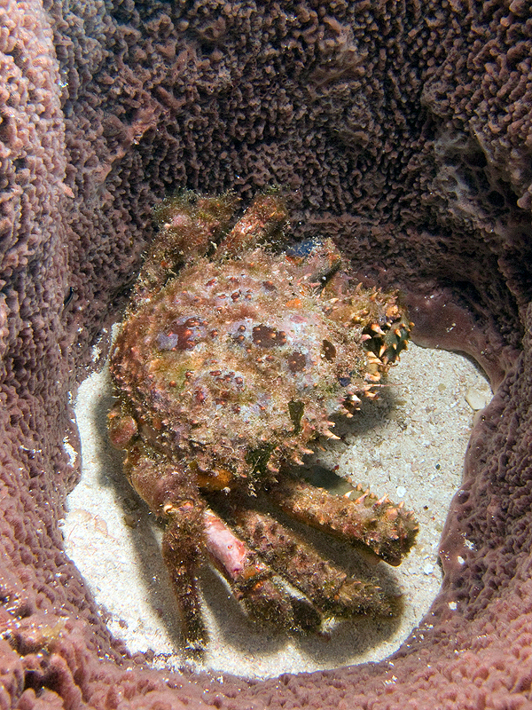 Marie-Galante