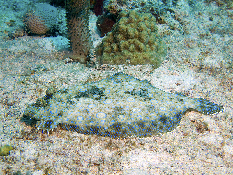 Marie-Galante