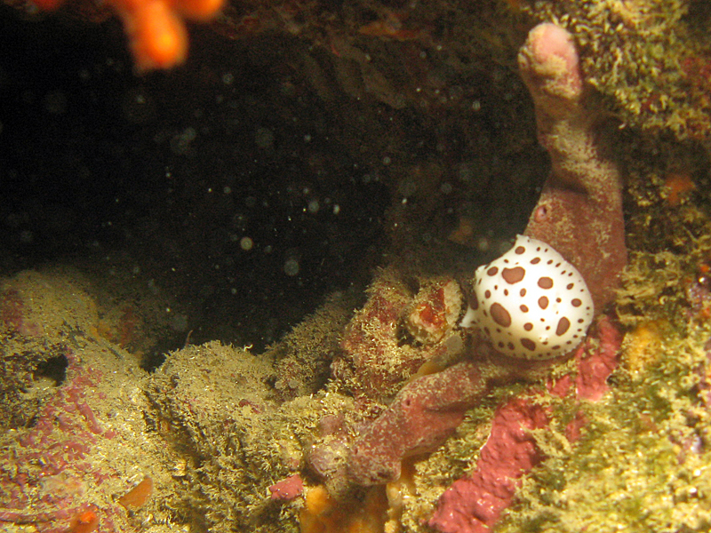 Estartit - Doris dalmatien