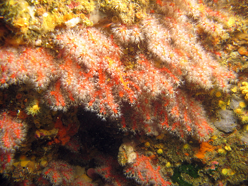 Estartit - Corail rouge