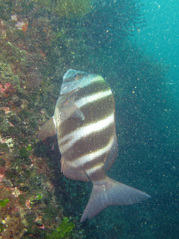 Estartit - Sar tambour