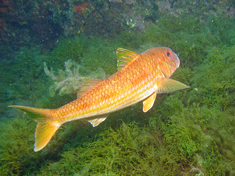 Estartit - Rouget de roche