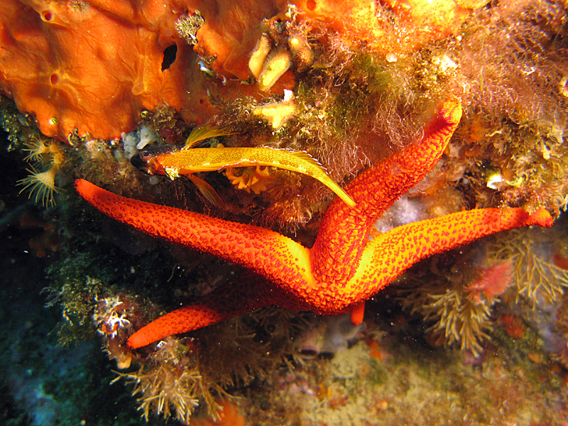 Llança - Triptérygion et étoile de mer rouge