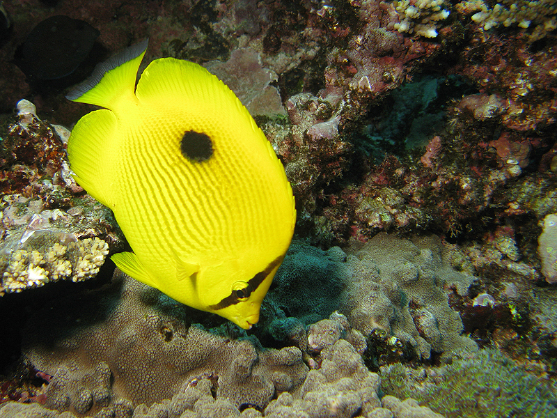 La Réunion - Poisson Papillon de Zanzibar