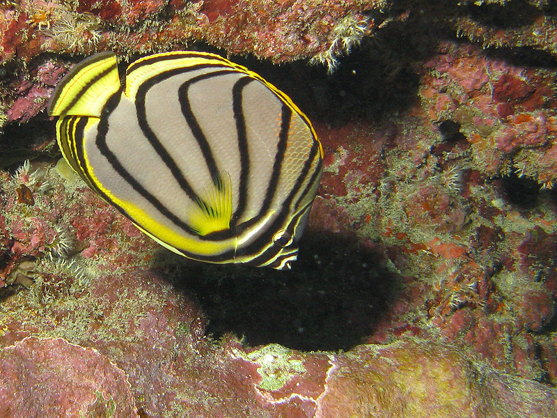 La Réunion - Poisson Papillon de Meyer