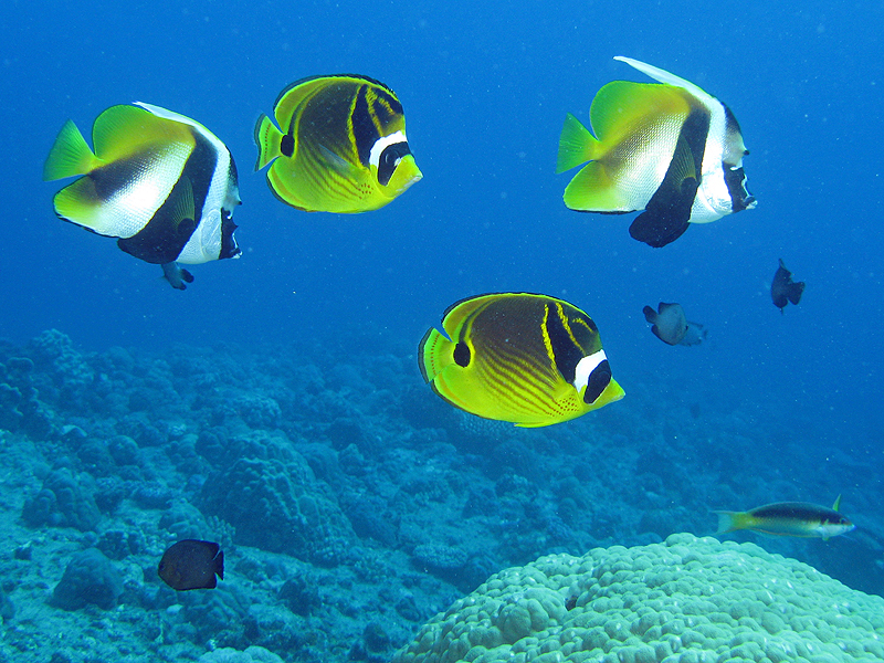 La Réunion - Poisson Cocher masqué