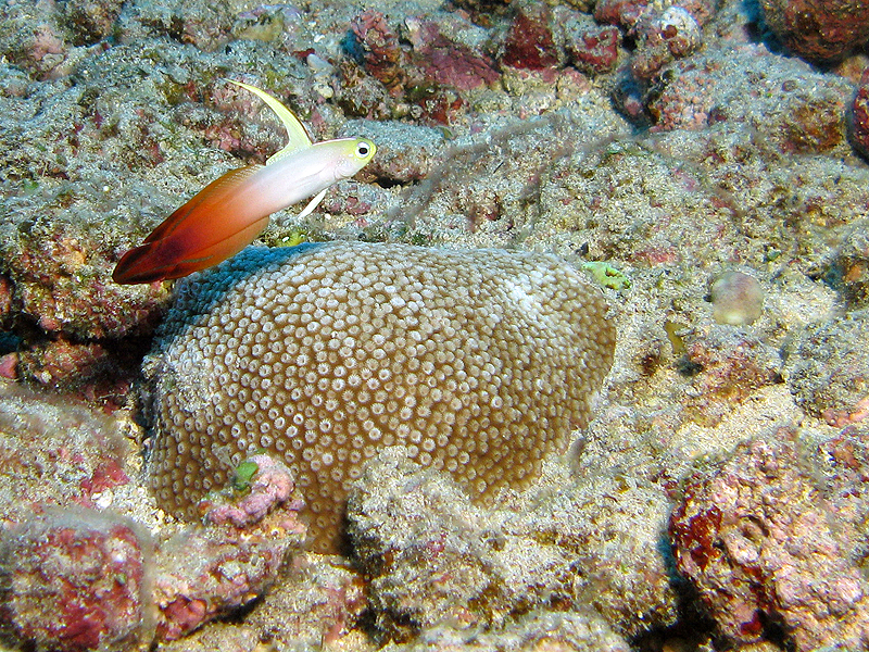 La Réunion - Poisson de Feu