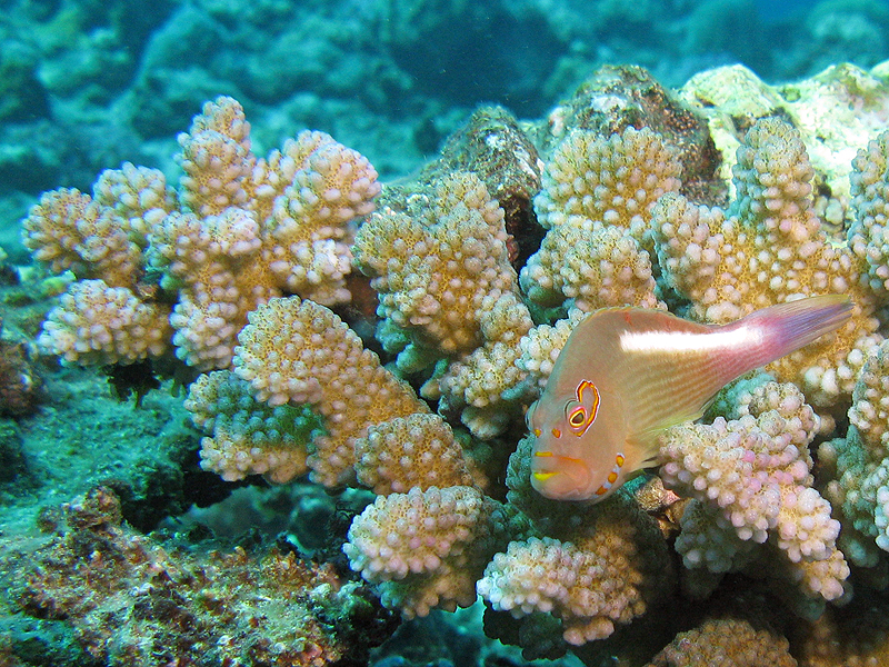 La Réunion - Poisson Epervier strié
