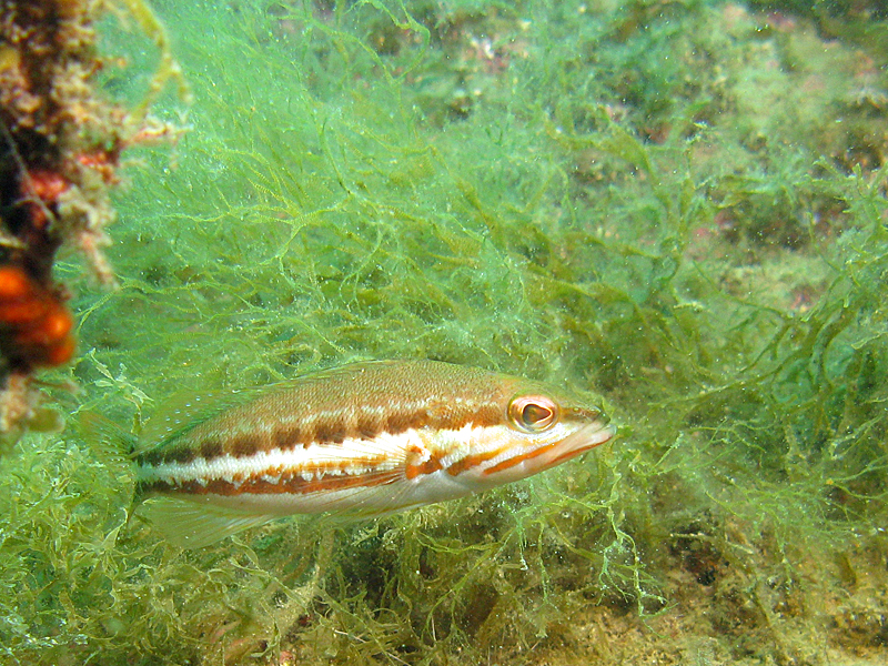 Estartit - Serran