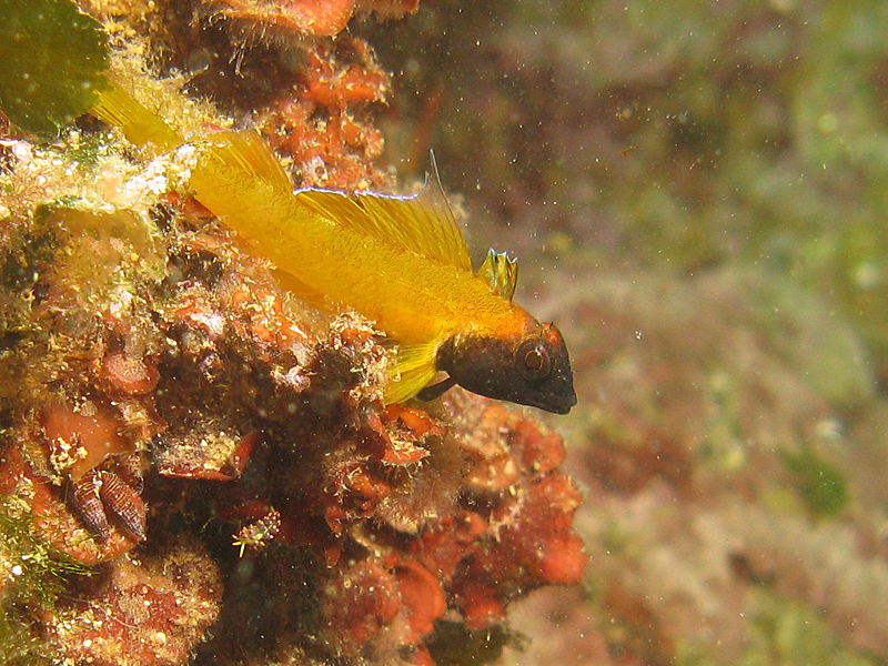 Estartit - Trypterygion Jaune