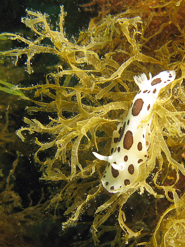 Estartit - Doris dalmatien dans de la dictyote