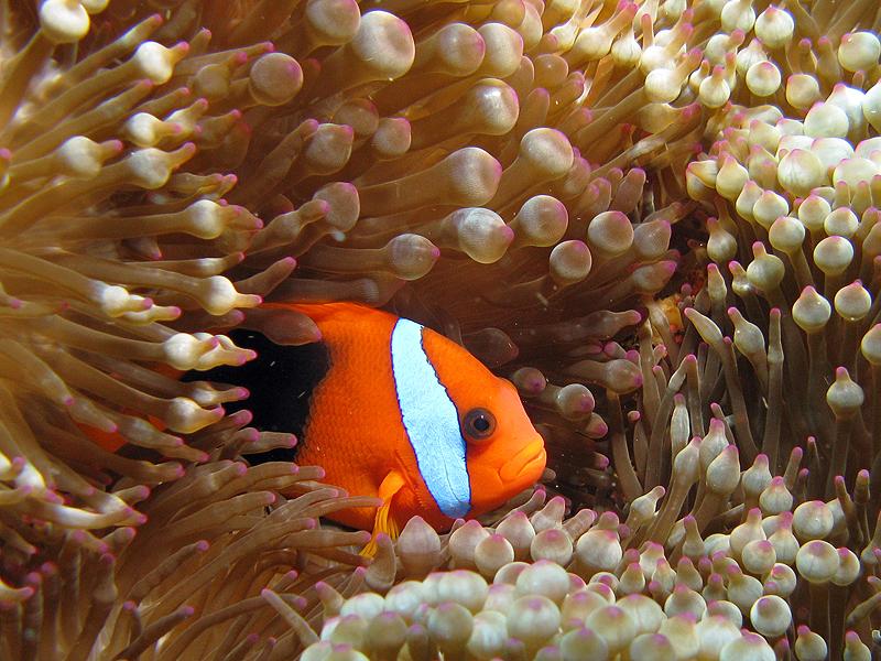 Nouvelle-Calédonie - Poisson clown à deux bandes