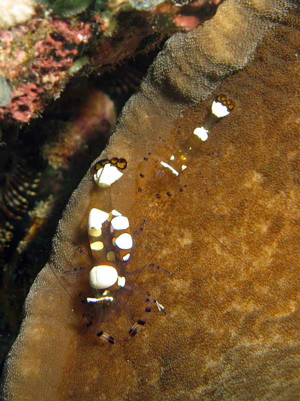 Nouvelle-Calédonie - Crevettes queue de paon