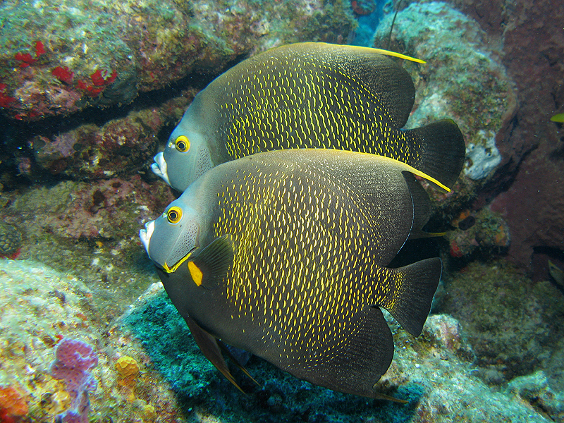 Guadeloupe - Poissons anges français