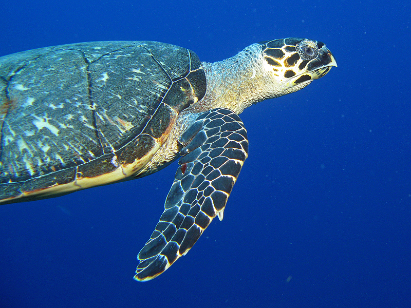 Guadeloupe - Tortue imbriquée