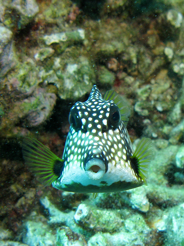 Guadeloupe - Poisson coffre mouton