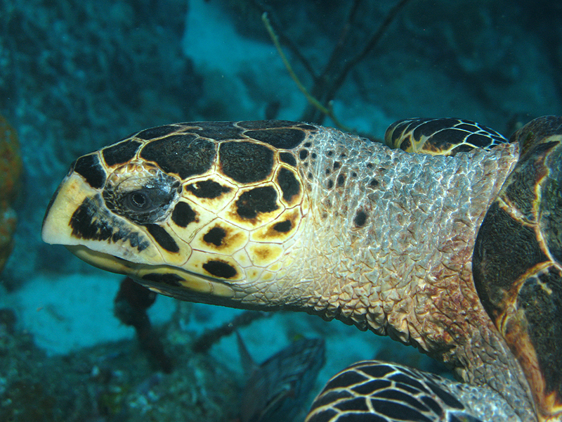 Guadeloupe - Tortue imbriquée