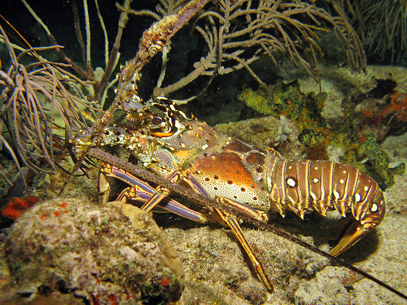 Guadeloupe - Langouste royale