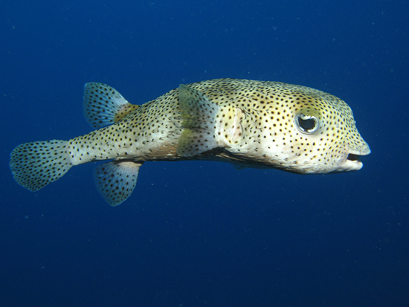 Guadeloupe - Diodon