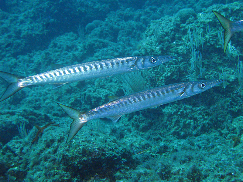 Estartit - Barracudas