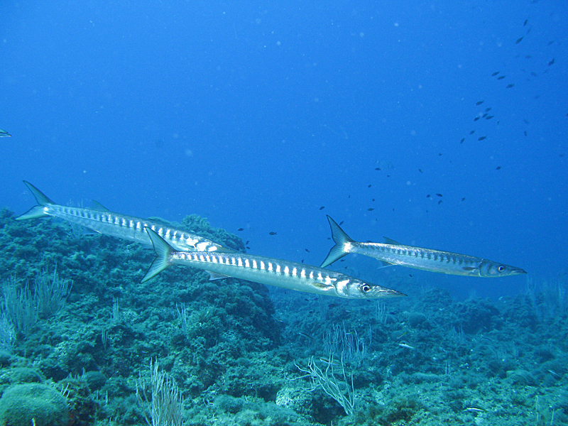 Estartit - Barracudas