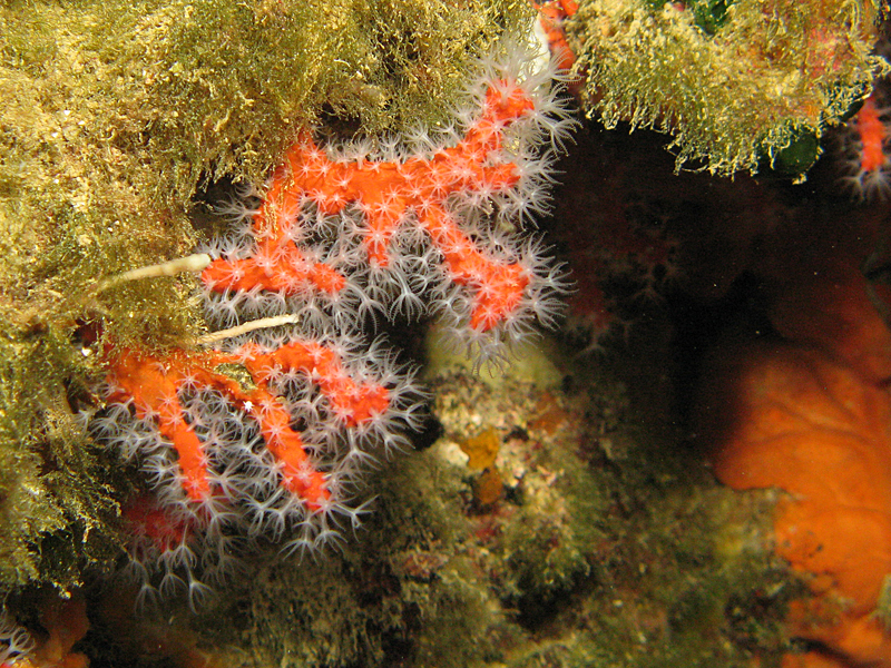 Estartit - Corail