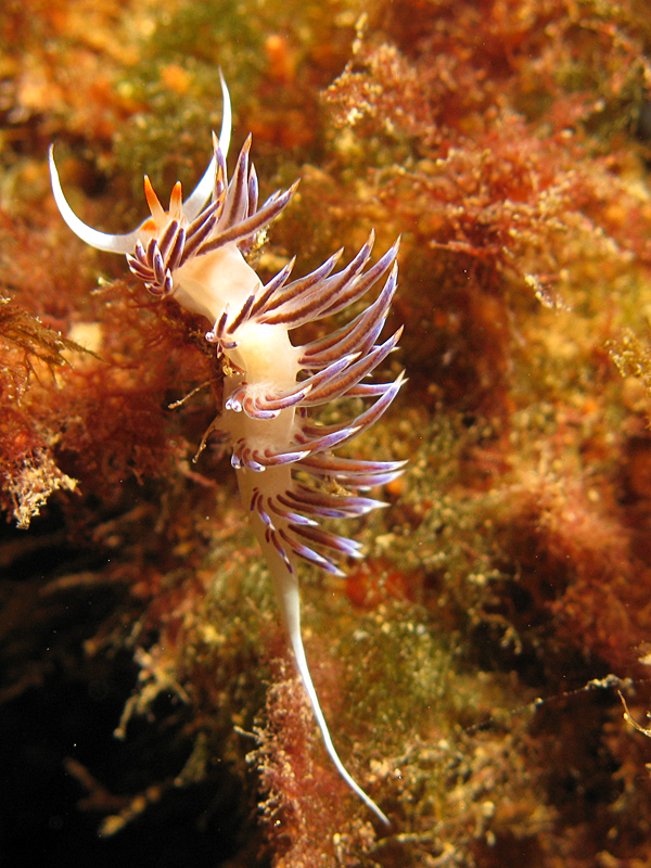 Estartit - Hervia (cratena peregrina)