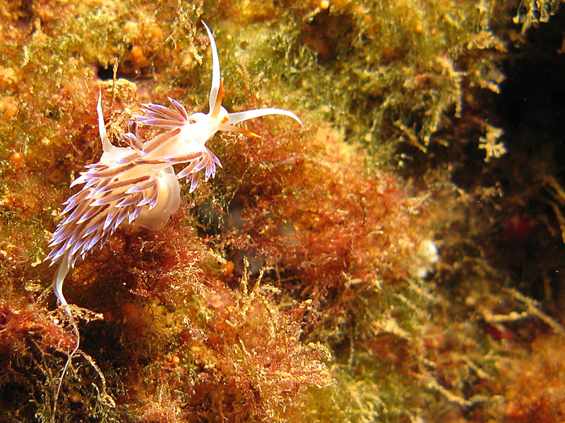 Estartit - Hervia (cratena peregrina)