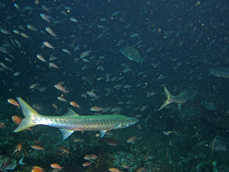 Llança - Barracudas