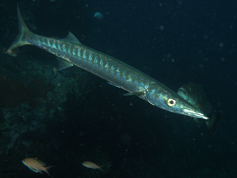 Llança - Barracuda (et mérou)