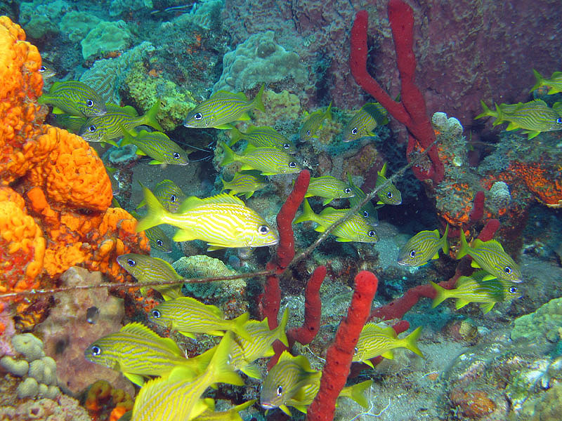 St Pierre - La Caye Maréchale (Pl. n° 2)