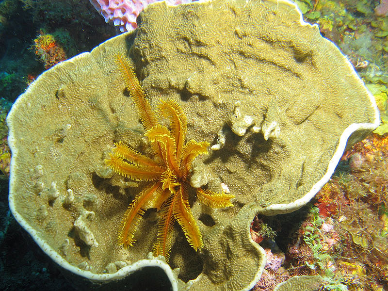 St Pierre - La Caye Maréchale (Pl. n° 2)