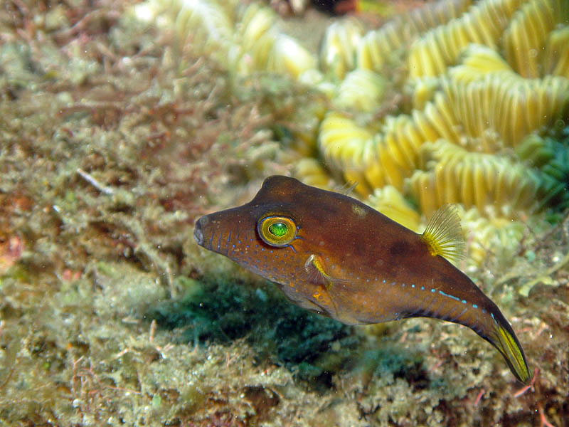 Martinique - Canthigaster des Caraïbes