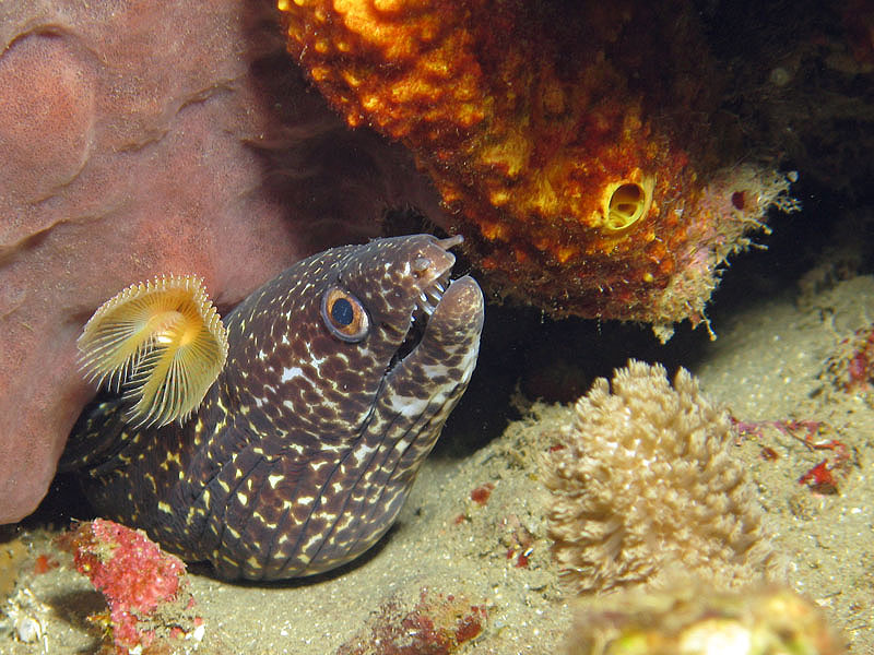 Martinique - Murène tachetée à la serpule