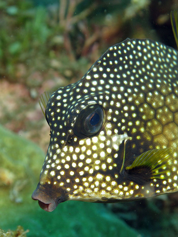 Martinique - Poisson coffre mouton